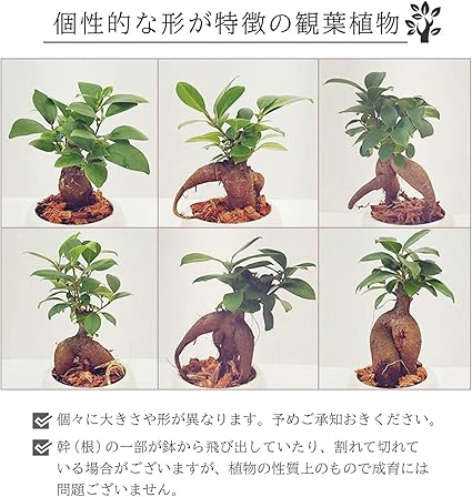 花のギフト社 ガジュマル